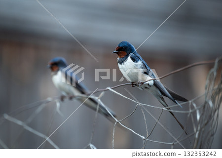 Photo of two swallows sitting on wire. Couple of swallows together, family of birds in the evening Photo of two swallows sitting on wire. Couple of swallows together, family of birds in the evening 132353242