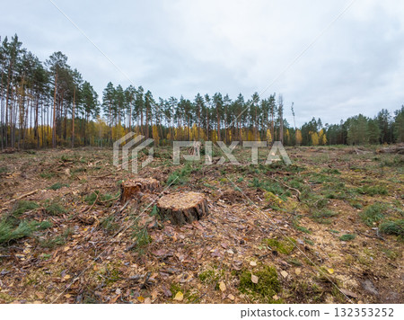 Area of cut forest in autumn. Stumps of pine trees on cut forest area in countryside 132353252