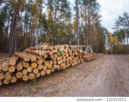 Pile of cut trees in forest. Logging industry, cutting trees in spruce forest, many log trunks Pile of cut trees in forest. Logging industry, cutting trees in spruce forest, many log trunks 132353253