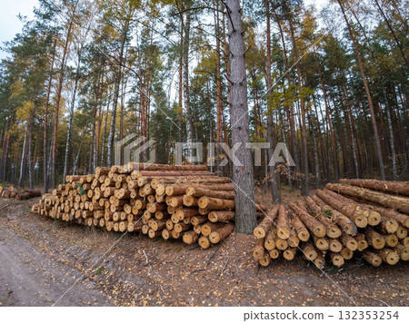 Cut pine trees in forest. Cutting spruce forest for material logs, big piles of trunks ready for transportation 132353254