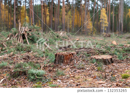 Stumps of spruce trees in deforested area. Cutting forest, logging pine forest in autumn Stumps of spruce trees in deforested area. Cutting forest, logging pine forest in autumn 132353265