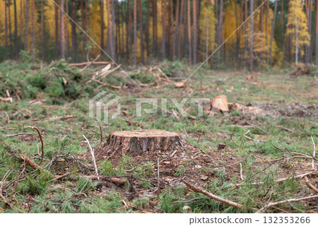 Deforestation of pine forest. Big stump in deforested area, cutting forest for materials in countryside 132353266