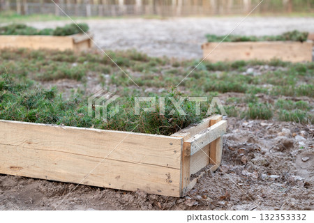 Nursery of pine trees, growing small conifer trees. Wooden boxes with many pine tree sprouts for planting new forest 132353332