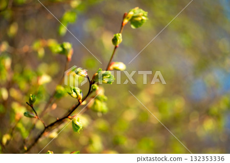 Linden tree with buds and young leaves in spring. Branch of linden tree against morning sun in spring 132353336