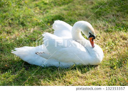 Beautiful white swan sitting on green grass. Portrait of a white swan in zoo on lawn 132353357