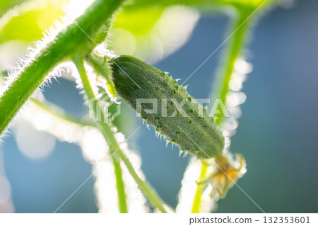 Close-up of cucumber in morning dew on farm. Growing cucumbers concept, small fresh cucumber on bush 132353601