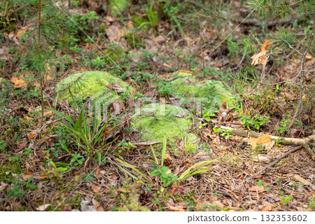 Beautiful green moss in spruce forest. Close up of moss growing in wet swamp forest 132353602