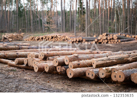 Piles of tagged pine tree trunks lying on the ground in the cutting area. Natural resources, timber harvesting, legal tree felling Piles of tagged pine tree trunks lying on the ground in the cutting area. Natural resources, timber harvesting, legal tree felling 132353635