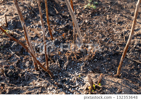 Pouring the water on the fertilized ground near the raspberry plant, close up. Sunny spring day, gardener works in the garden, waters plants and enriches the soil with useful components 132353648
