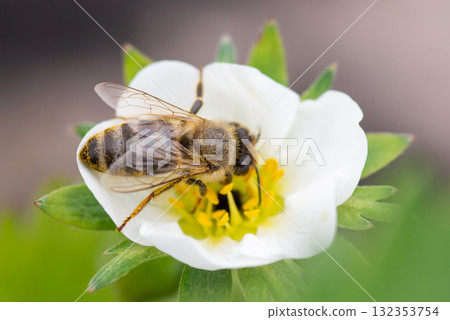 Bee gathering pollen from frozen strawberry flower with black centre. Strawberry plants damaged by late spring frost Bee gathering pollen from frozen strawberry flower with black centre. Strawberry plants damaged by late spring frost 132353754
