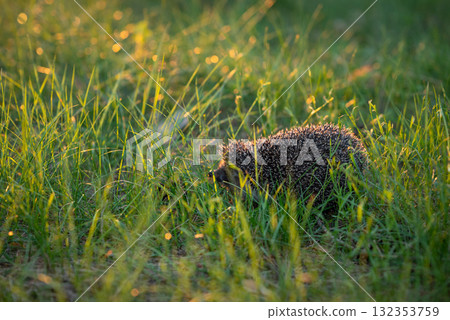 Hedgehog in grass lit by setting sun. Small hedgehog walking in grass 132353759