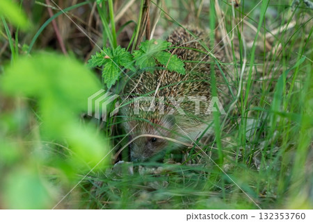 Hedgehog in grass under a bush. Small hedgehog hiding in grass, looking to the camera Hedgehog in grass under a bush. Small hedgehog hiding in grass, looking to the camera 132353760