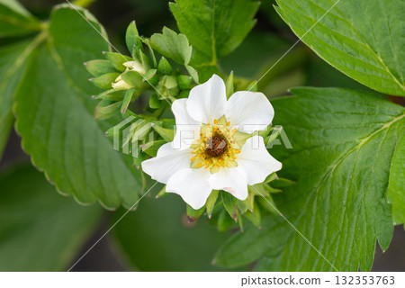 Close up of frozen flower of strawberry with black receptacle in the garden. Strawberry flower damaged by spring frost 132353763