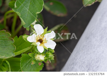 Frozen flower of strawberry with black receptacle near white agrofiber. Strawberry flower damaged by spring frost Frozen flower of strawberry with black receptacle near white agrofiber. Strawberry flower damaged by spring frost 132353764