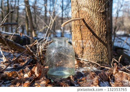 Gathering maple juice in early spring. Maple juice dripping from the tree to the jar at sunny morning, tasty healthy juice 132353765