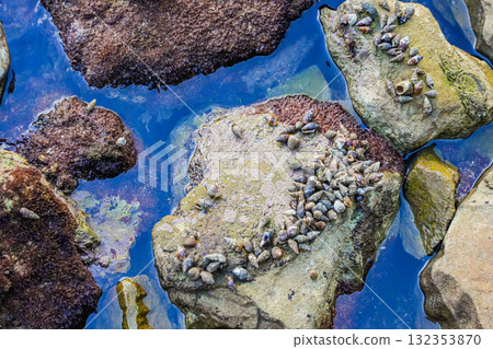 Close-up of hermit crabs living in their shells along the seashore. Natural marine scene with clear water and textured coastal surface, ideal for nature and wildlife concepts. 132353870