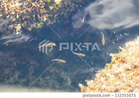 Underwater view of clear sea water with colorful coral reefs and tropical fish swimming above. Vibrant marine life and ocean scenery. Underwater view of clear sea water with colorful coral reefs and tropical fish swimming above. Vibrant marine life and ocean scenery. 132353873