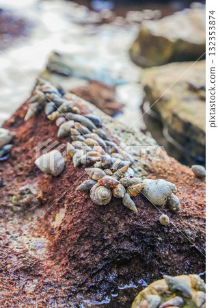 Vertical close-up of hermit crabs crawling among shells on coastal rocks. Detailed marine textures with natural seaside environment. 132353874