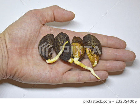Four sprouted almond seeds with small shoots in a man's hand against 132354009