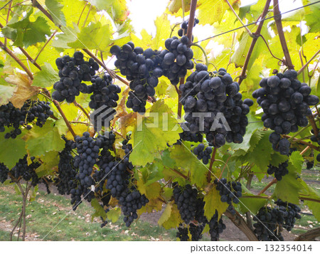 Bunches of ripe dark grapes hanging from the vine 132354014