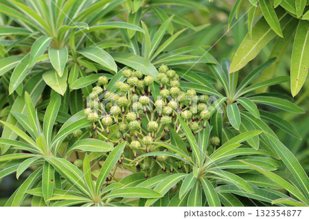 Honey spurge seed heads in close up 132354877