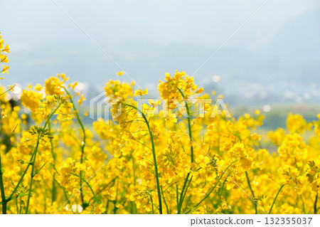 250504 飯山市油花公園 132355037