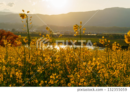 250504 Iiyama City Nanohana Park 132355059