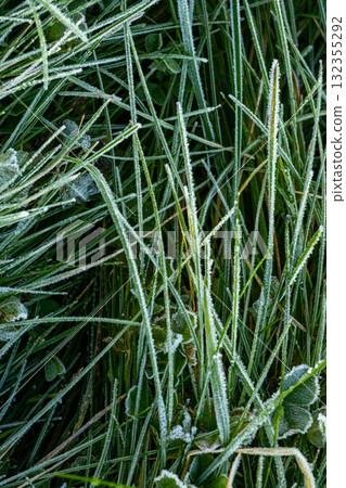 Field of grass covered in frost. The grass is tall and the frost is covering it. Field of grass covered in frost. The grass is tall and the frost is covering it. 132355292