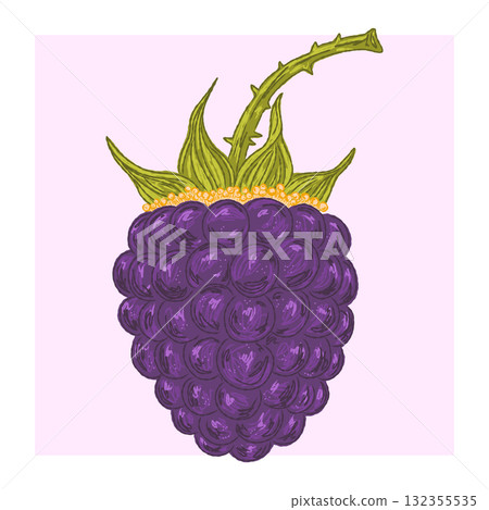 hand drawn set of grapes 132355535