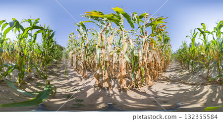 HDRI seamless spherical 360-degree panorama of corn field. 360 degree panorama of a corn field and ripe rows of corn cobs HDRI seamless spherical 360-degree panorama of corn field. 360 degree panorama of a corn field and ripe rows of corn cobs 132355584