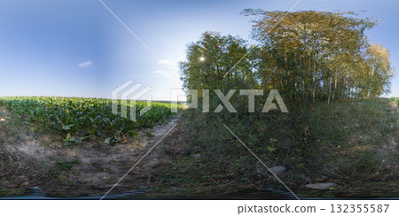 360 degree panorama of a field with beetroot leaves and a forest path. HDRI seamless spherical 360-degree panorama of beetroot leaves field 360 degree panorama of a field with beetroot leaves and a forest path. HDRI seamless spherical 360-degree panorama of beetroot leaves field 132355587