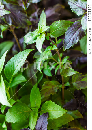 Green and purple basil grows in place, basil is widely used in cooking and as an ornamental plant Green and purple basil grows in place, basil is widely used in cooking and as an ornamental plant 132355593