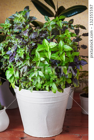 Basil grows in a large white pot as an ornamental plant, basil is widely used in cooking and as an ornamental plant Basil grows in a large white pot as an ornamental plant, basil is widely used in cooking and as an ornamental plant 132355597