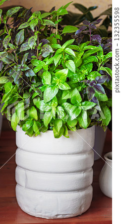 Basil grows in a large white pot as an ornamental plant, basil is widely used in cooking and as an ornamental plant Basil grows in a large white pot as an ornamental plant, basil is widely used in cooking and as an ornamental plant 132355598