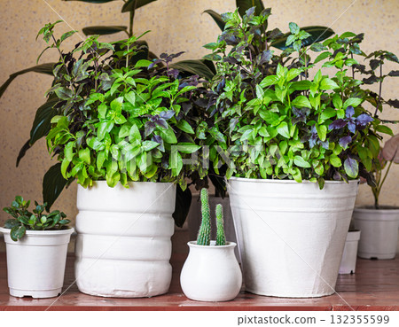Basil grows in a large white pot as an ornamental plant, basil is widely used in cooking and as an ornamental plant Basil grows in a large white pot as an ornamental plant, basil is widely used in cooking and as an ornamental plant 132355599