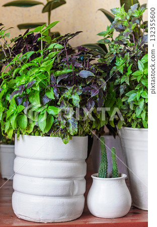 Basil grows in a large white pot as an ornamental plant, basil is widely used in cooking and as an ornamental plant Basil grows in a large white pot as an ornamental plant, basil is widely used in cooking and as an ornamental plant 132355600