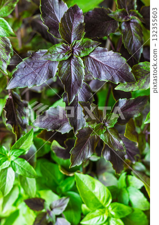 Green and purple basil grows in place, basil is widely used in cooking and as an ornamental plant Green and purple basil grows in place, basil is widely used in cooking and as an ornamental plant 132355603