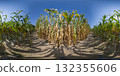 360 degree panorama of a corn field and ripe rows of corn cobs. HDRI seamless spherical 360-degree panorama of corn field 132355606