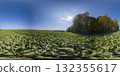 360 degree panorama of a field with beetroot leaves and forest. HDRI seamless spherical 360-degree panorama of beetroot leaves field 132355617