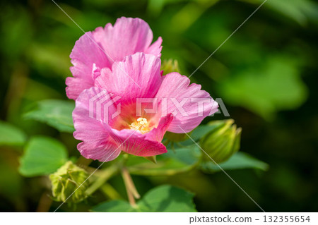 Fuyo flowers 132355654