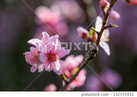Spring flowers March to May 132355912