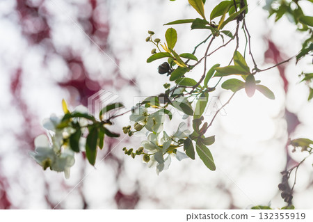 春季花卉三月至五月 132355919