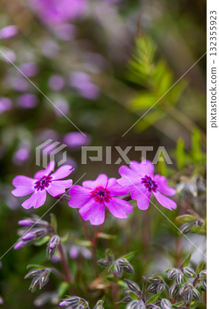 Spring flowers March to May Spring flowers March to May 132355923