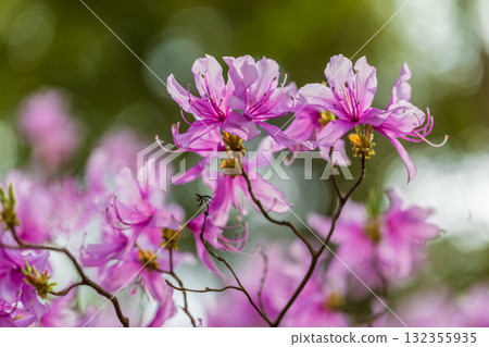 春季花卉三月至五月 春季花卉三月至五月 132355935