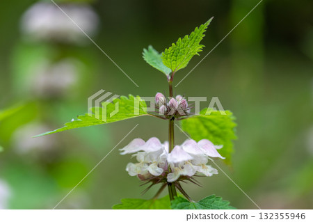 Spring flowers March to May 132355946