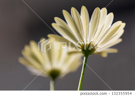 Spring flowers March to May Spring flowers March to May 132355954