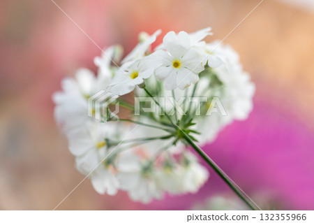 春季花卉三月至五月 132355966