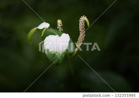 Summer flowers June to August Summer flowers June to August 132355995