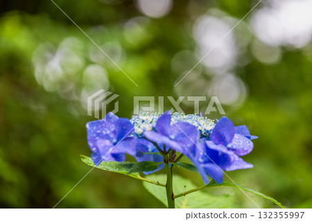 Summer flowers June to August Summer flowers June to August 132355997