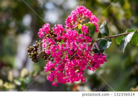 秋季花卉：9月至11月 132356014